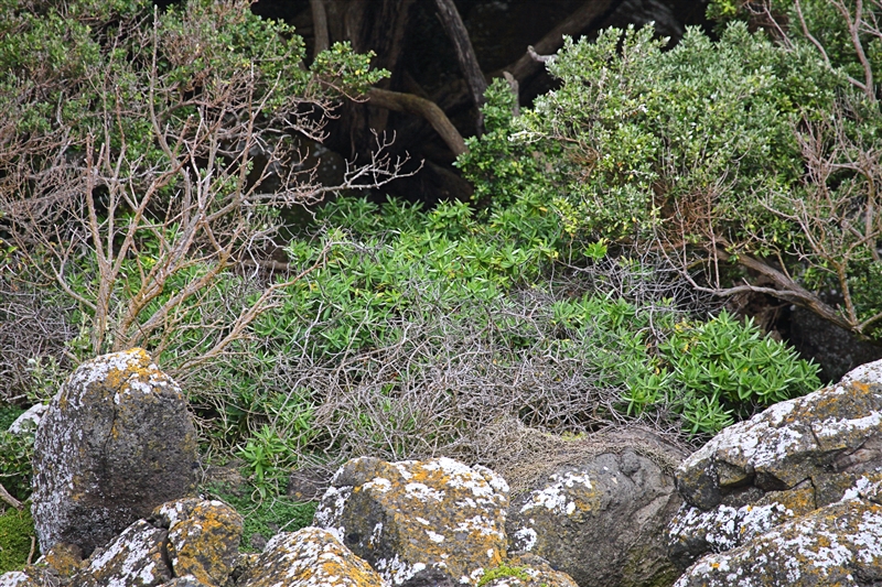 Chatham Islands 1268 m Mangere Is Veronica Hebe chathamica - Hebe dieffenbachii (centre)